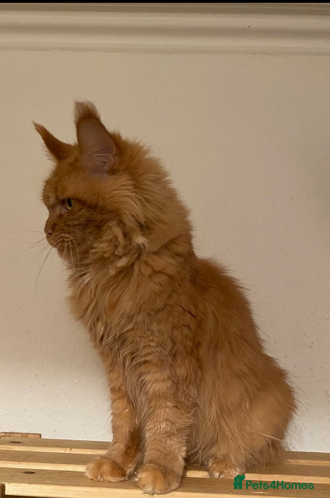 Maine Coon cats for sale: Maine Coon ex queen - Advert 2