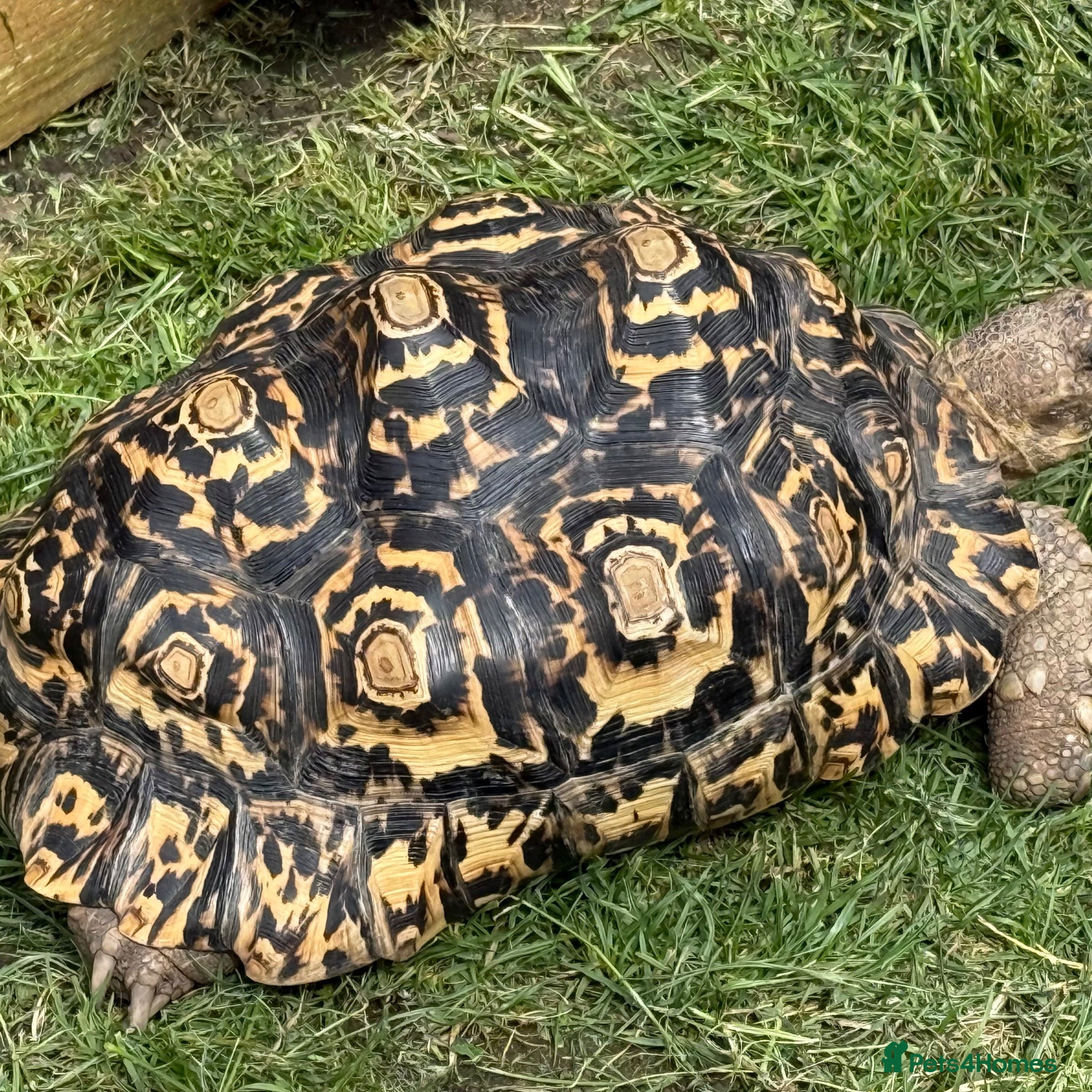 Tortoise reptiles Leopard tortoise - Advert 3