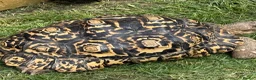 Tortoise reptiles for sale: Leopard tortoise - Advert 1