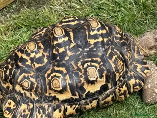 Tortoise reptiles Leopard tortoise - Advert 1