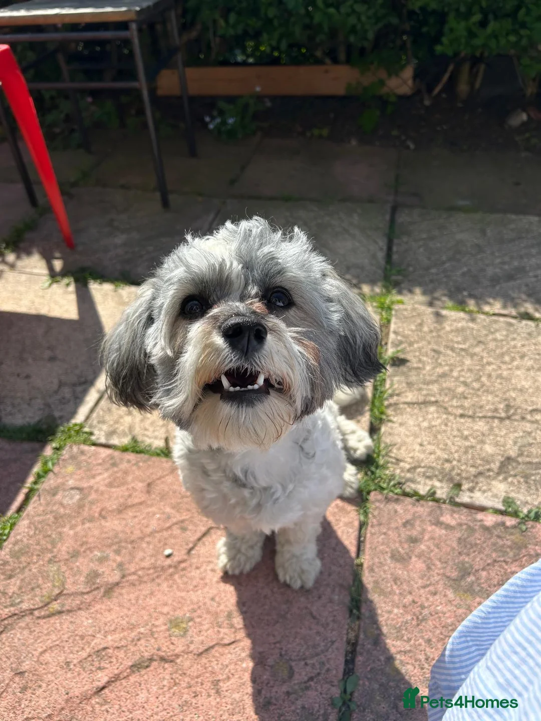 Bichon Frise dogs for stud: Charming Havachon for stud in Bury - Advert 2