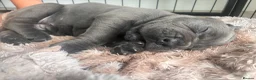 Cane Corso dogs for sale: Beautiful cane corso puppies.  in Liverpool - Advert 8