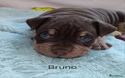 American Bully dogs for sale: Chocolate tri classic bullys - Advert 8