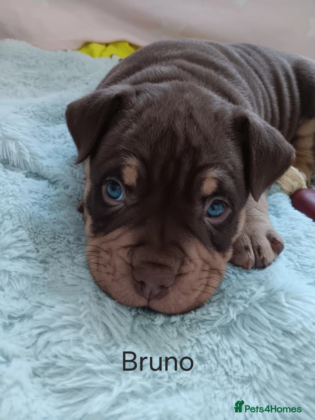 American Bully dogs for sale: Chocolate tri classic bullys - Advert 8