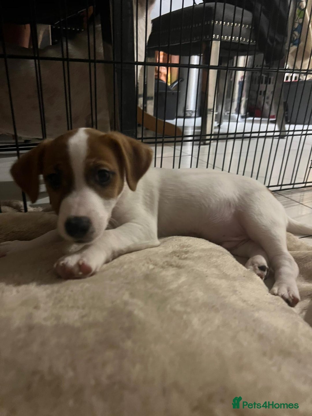 Jack Russell dogs for sale: Ingars - Advert 2