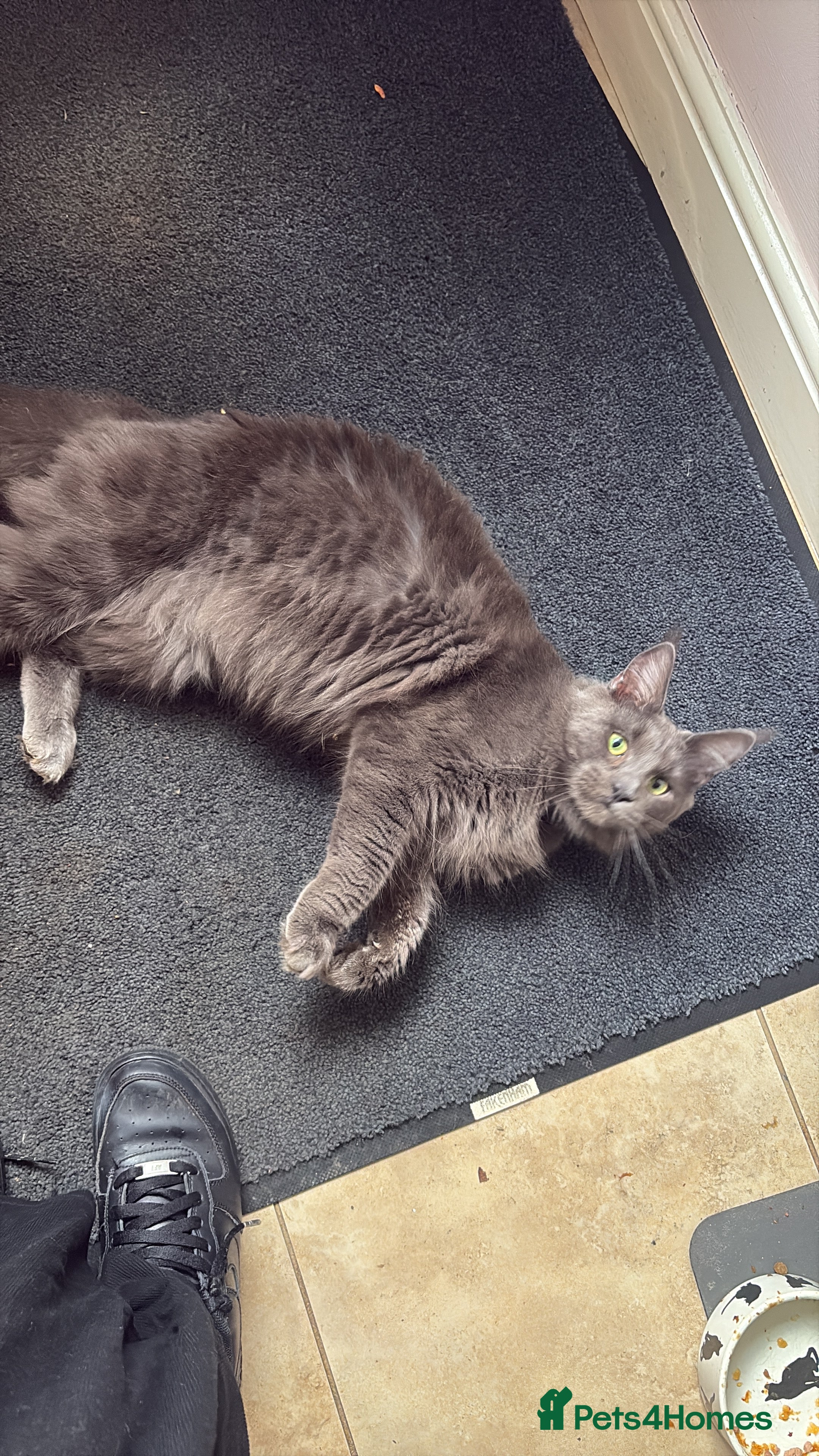 Maine Coon cats gorgeous maine coon 11 months old  - Advert 11