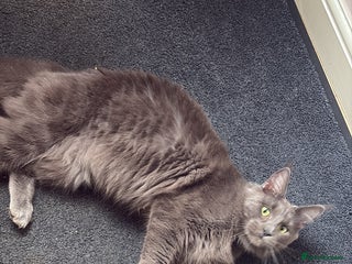 Maine Coon cats gorgeous maine coon 11 months old - Advert 1