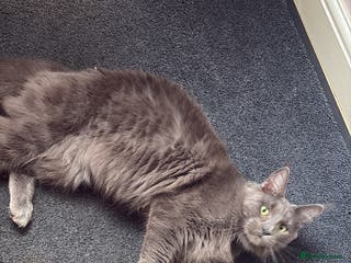 Maine Coon cats gorgeous maine coon 11 months old - Advert 9