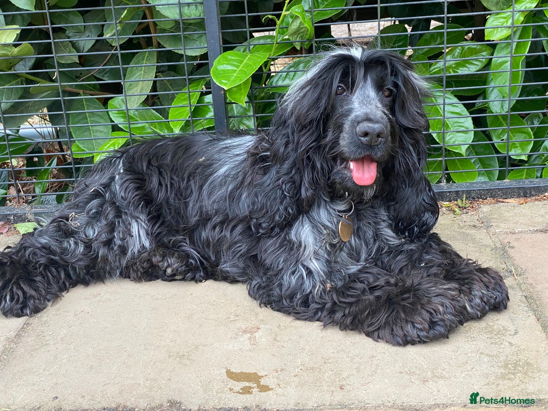 Cocker Spaniel dogs for sale: ‼️ ATTENTION PLEASE ‼️ - Advert 3