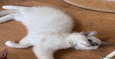 Ragdoll cats - Advert 10