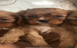 Cavalier King Charles Spaniel dogs for sale: Kc reg ruby cavalier boys available  - Image 11
