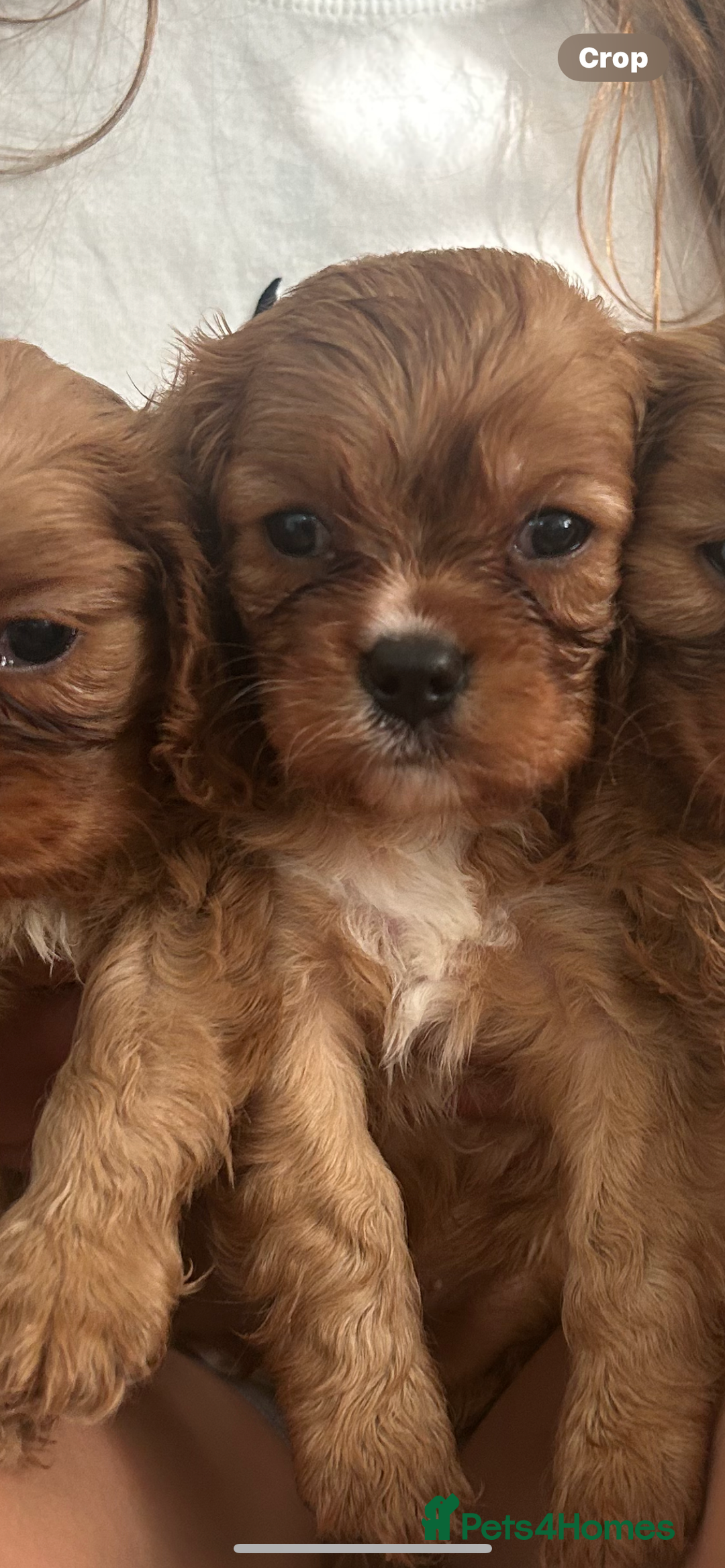 Cavalier King Charles Spaniel dogs for sale: Kc reg ruby cavalier boys available  - Image 11