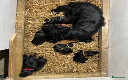 Cocker Spaniel dogs for sale: Working Cocker Spaniel Pups - Image 6
