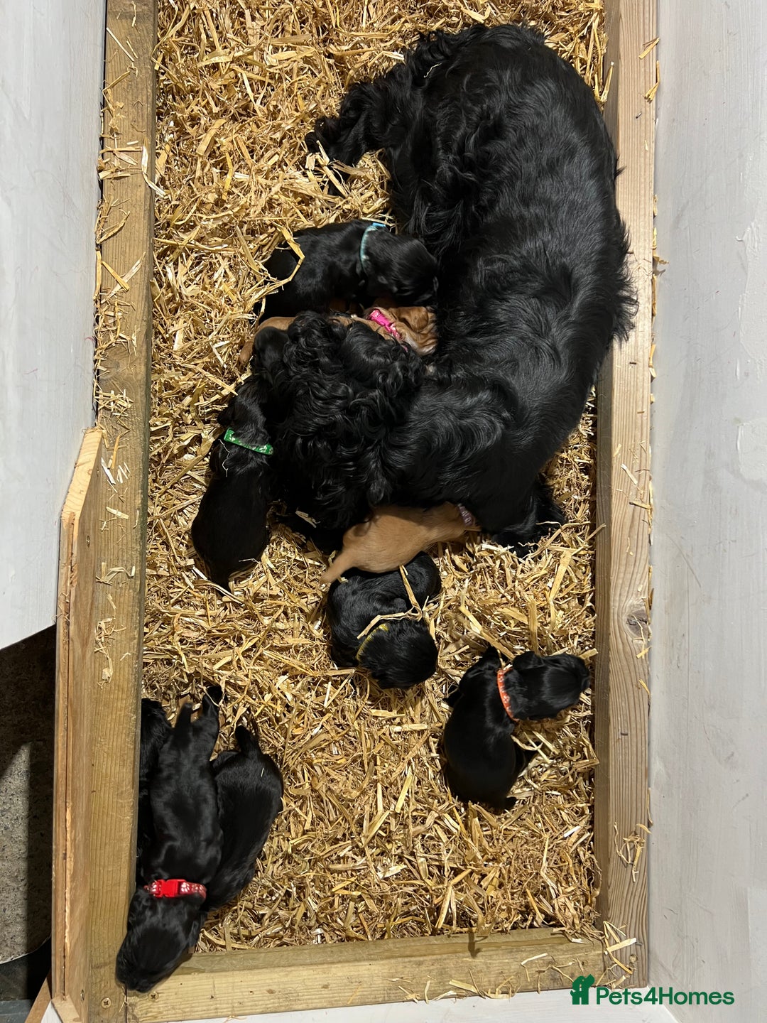 Cocker Spaniel dogs for sale: Working Cocker Spaniel Pups - Image 6