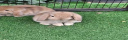 Mini Lop rabbits for sale: Beautiful Mini lops ❤️ - Advert 2