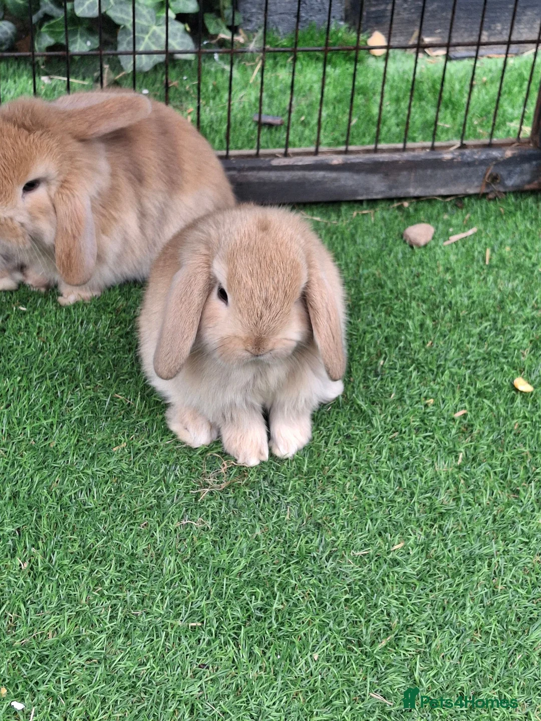 Mini Lop rabbits for sale: Beautiful Mini lops ❤️ - Advert 2