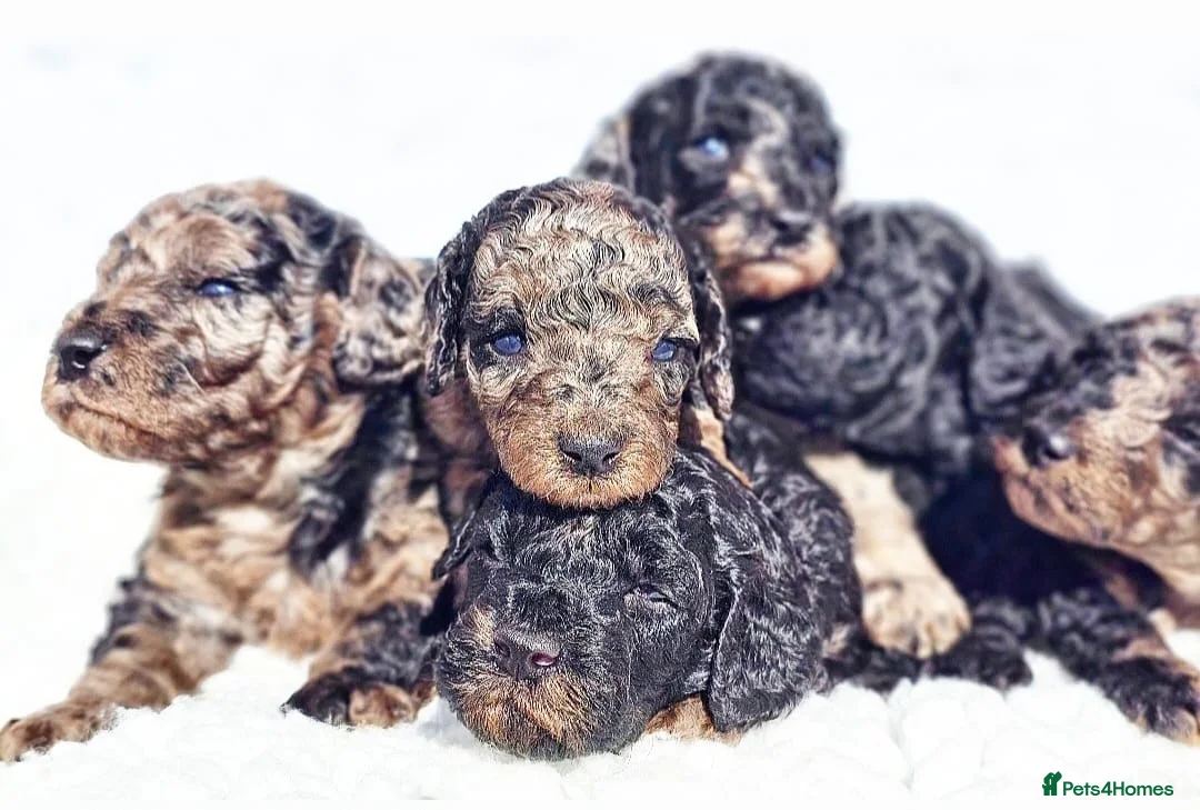 Cockapoo dogs for stud: Red f1b cockapoo health tested stud  in Swindon - Advert 11