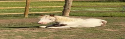 Irish Cob horses for sale: Captain Rusty  in Redditch - Advert 10