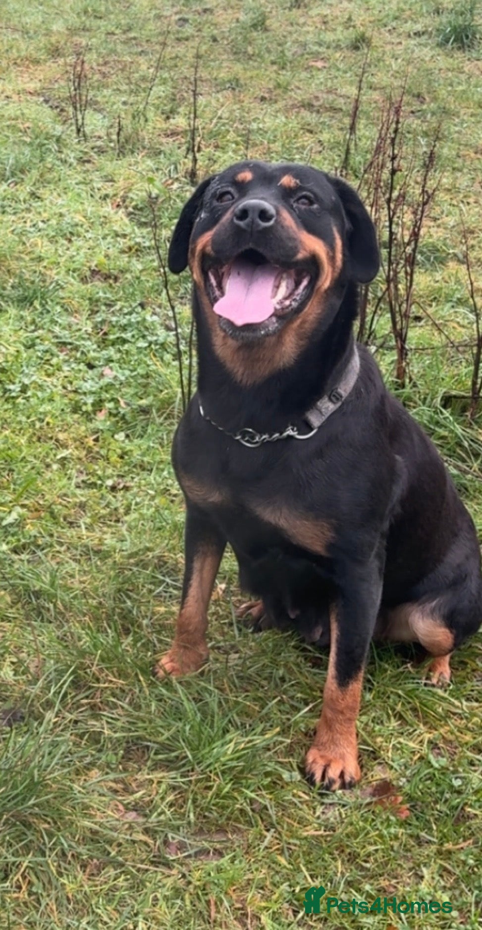Rottweiler dogs Beautiful 4 year old female  - Advert 6