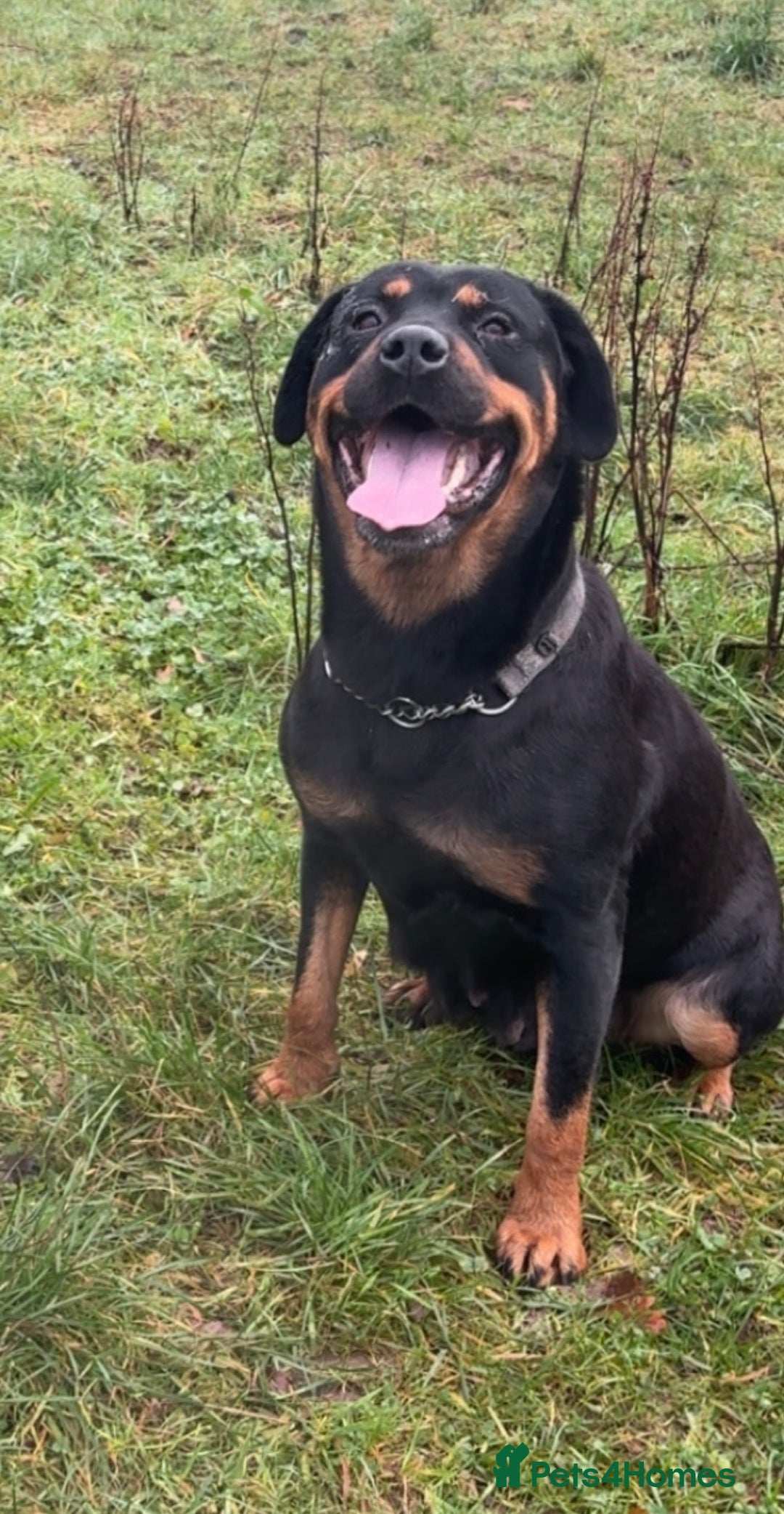 Rottweiler dogs for sale: Beautiful 4 year old female  - Advert 1