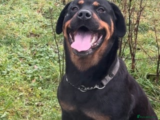 Rottweiler dogs Beautiful 4 year old female - Advert 4