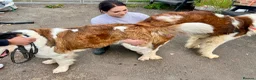 Saint Bernard dogs for sale: Beautiful KC registered show quality Puppies.  - Advert 14