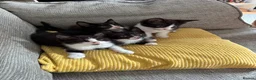 Mixed Breed cats for sale: Black and white kittens  in Burton-on-Trent - Advert 7