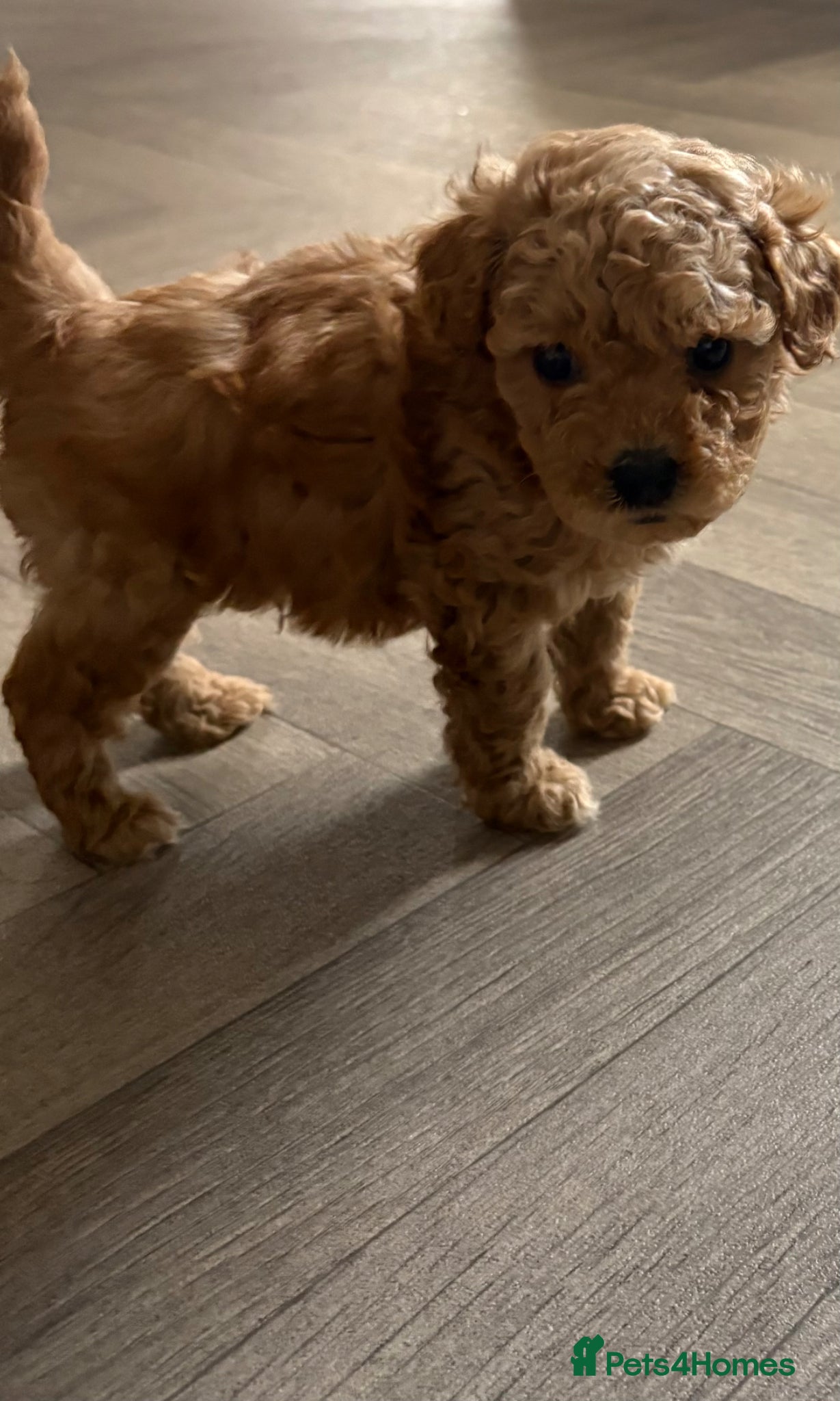 Cavapoo dogs Luxury toyf1b  Cavapoo - Advert 15