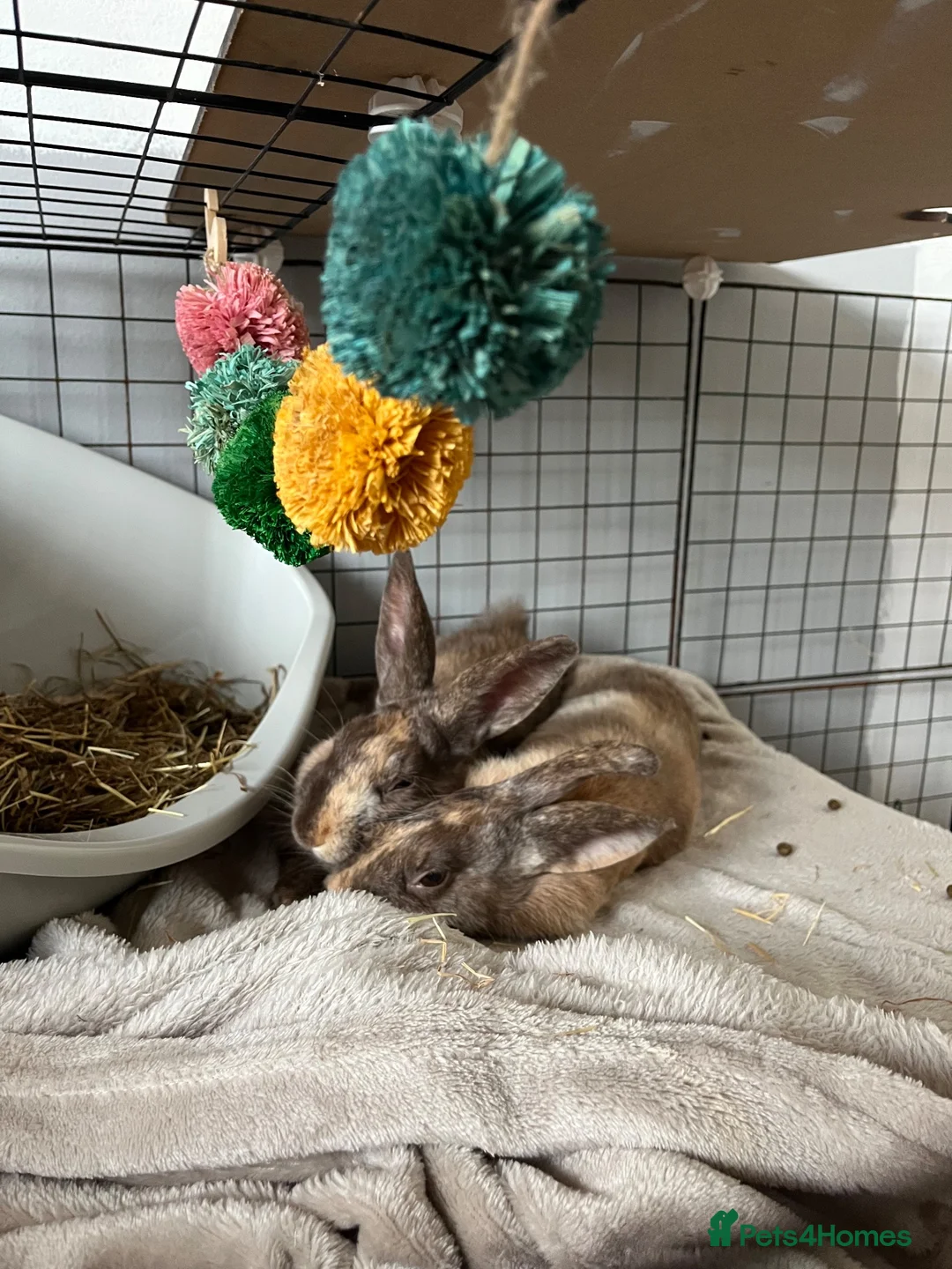 Mixed Breed rabbits for sale: Loving bunnies needing a 🏡 in Christchurch - Advert 2