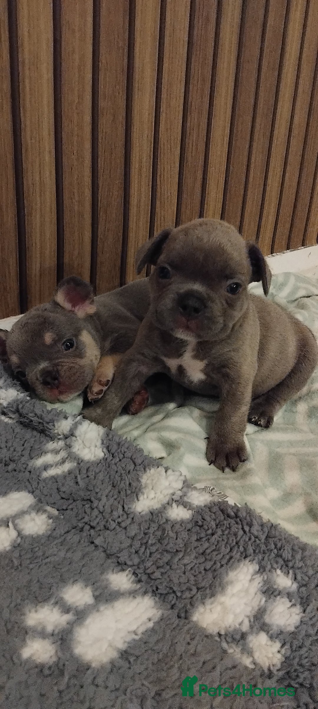 French Bulldog dogs for sale: French bulldog FLUFFY pups - Image 39