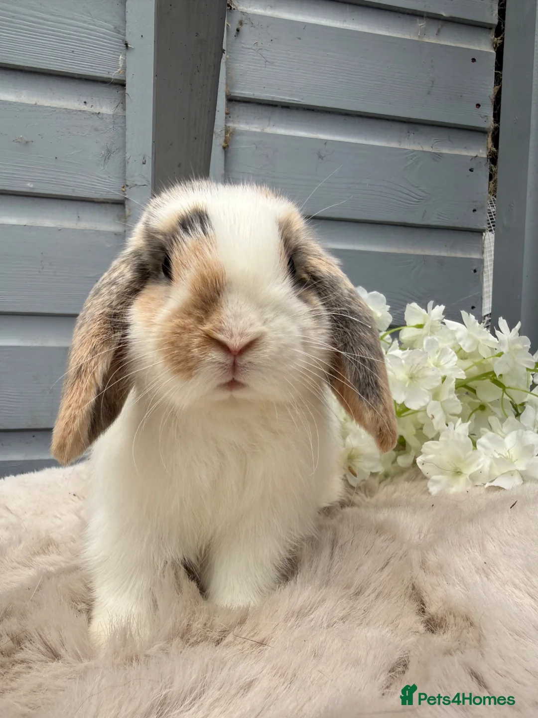 Mini Lop rabbits for sale: Stunning mini lop rabbits - Advert 2