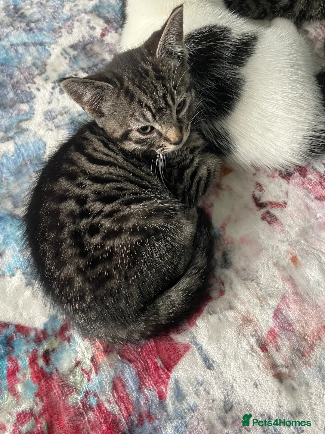 Mixed Breed cats for sale: 1 boy and 3 girls  - Advert 21
