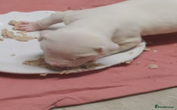 American Bulldog dogs for sale: American bulldog scott puppys - Image 2