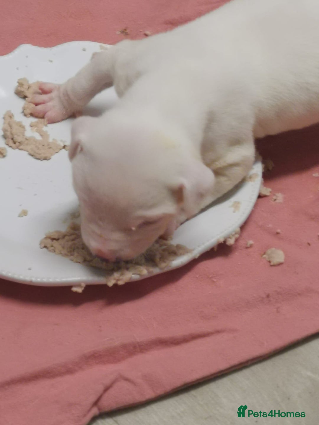 American Bulldog dogs for sale: American bulldog scott puppys - Image 2