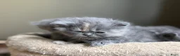 Persian cats for sale: Beautiful Persian kittens  - Advert 14