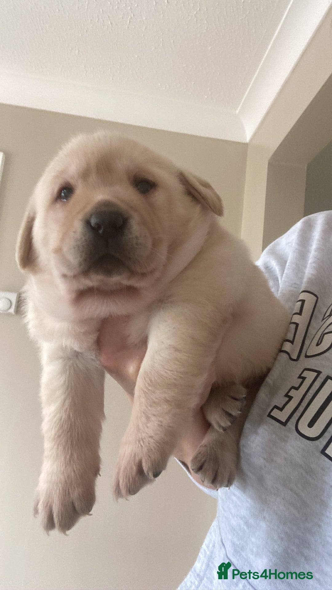 Labrador Retriever dogs for sale: LABRADOR PUPPIES  - Image 4