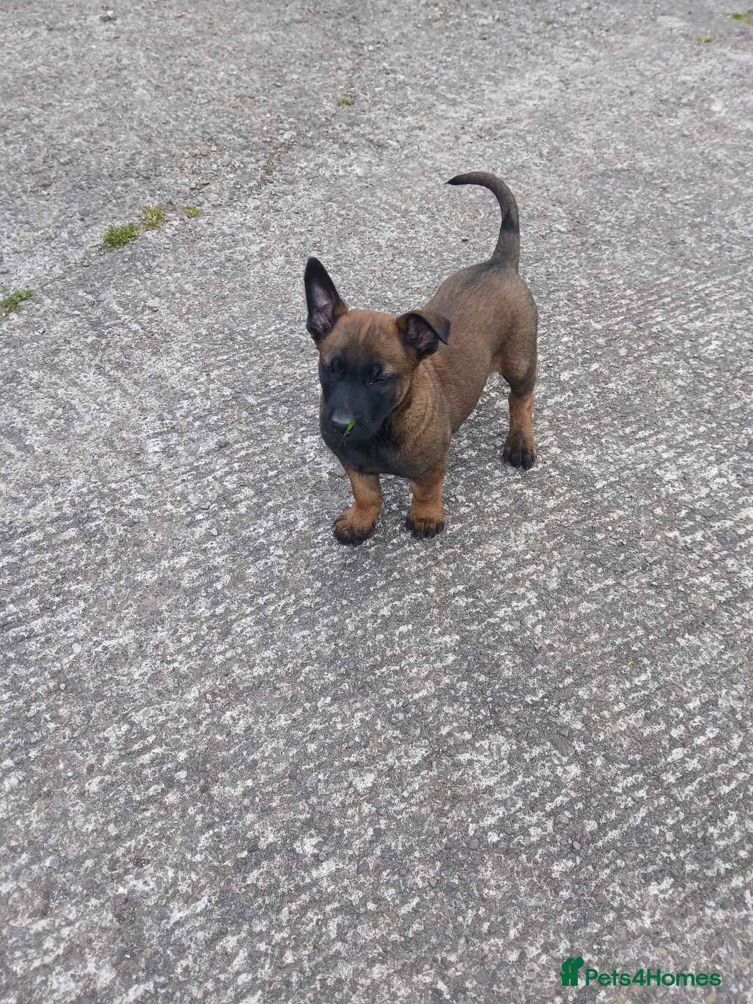 Belgian Shepherd Dog dogs for sale: Belgian Malinois knpv x ring sport fci ikc reg in Omagh - Advert 2