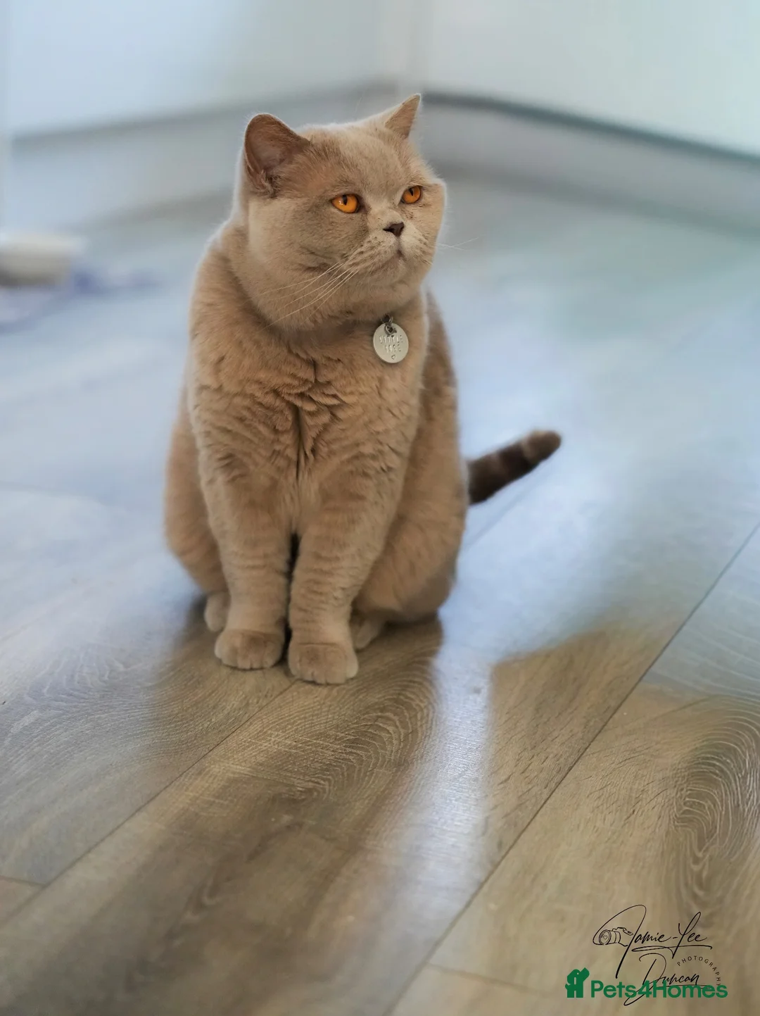 British Shorthair cats for sale: Pippin & Fred BSH - Advert 2