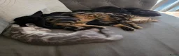 Mixed Breed cats for sale: Tabby kitten and mum - Advert 3
