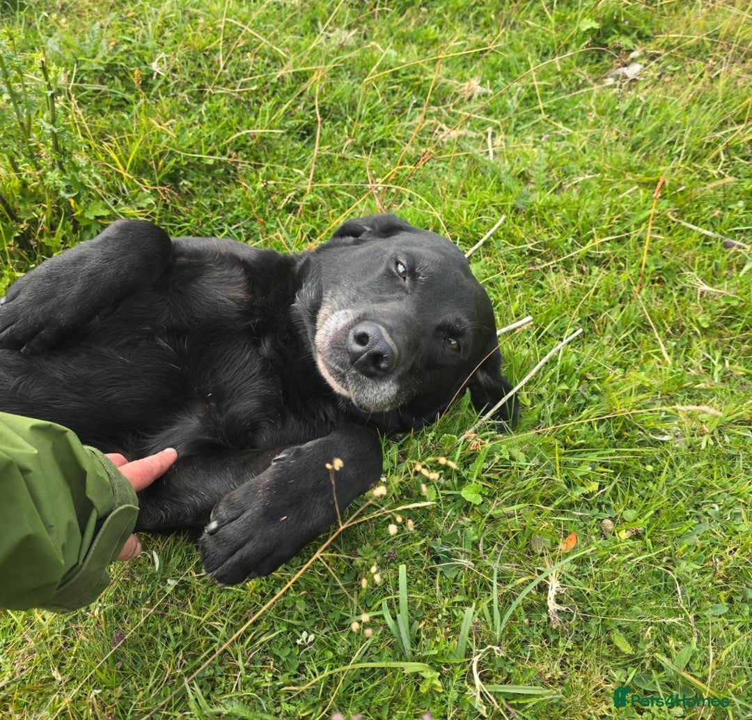 Labrador Retriever dogs for sale: Gorgeous FTCH bred Labrador pups - Image 10