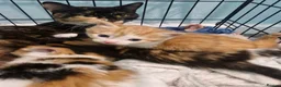 Mixed Breed cats for sale: Kitten 😸  - Advert 2