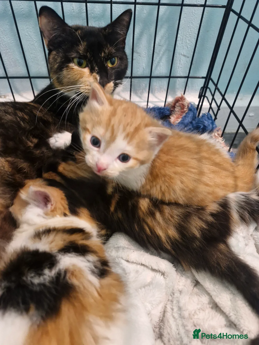 Mixed Breed cats for sale: Kitten 😸  - Advert 2