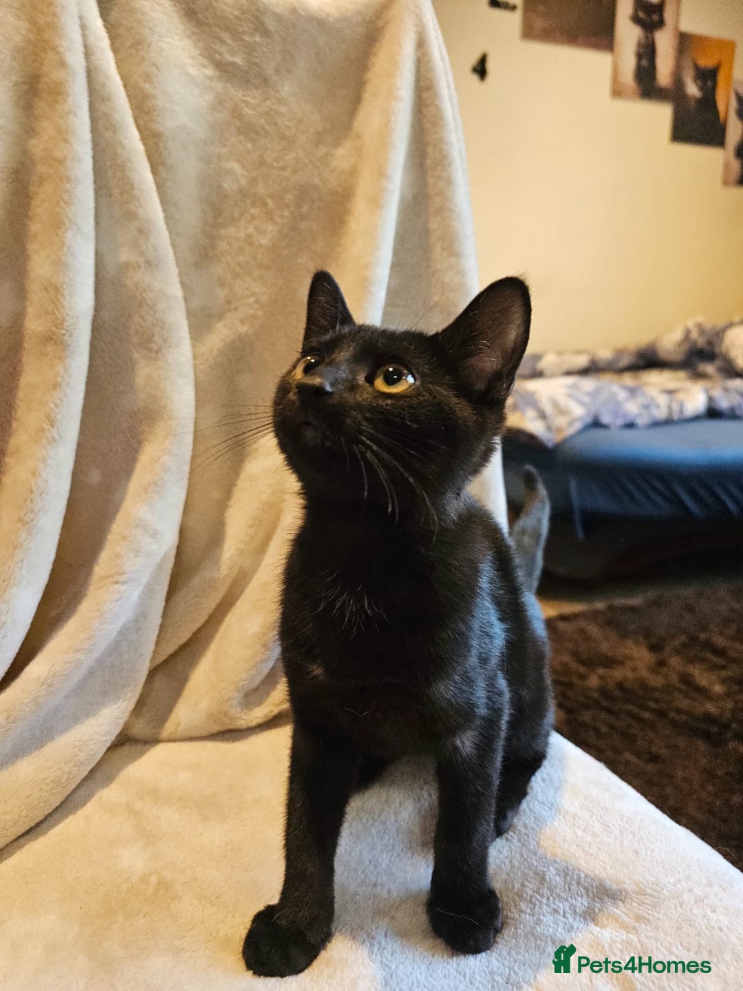 Domestic Shorthair cats for sale: Male-black boy - Advert 3