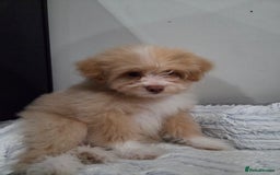 Mixed Breed dogs for sale: Maltipoo/German Spitz Cross (last puppy) - Image 6