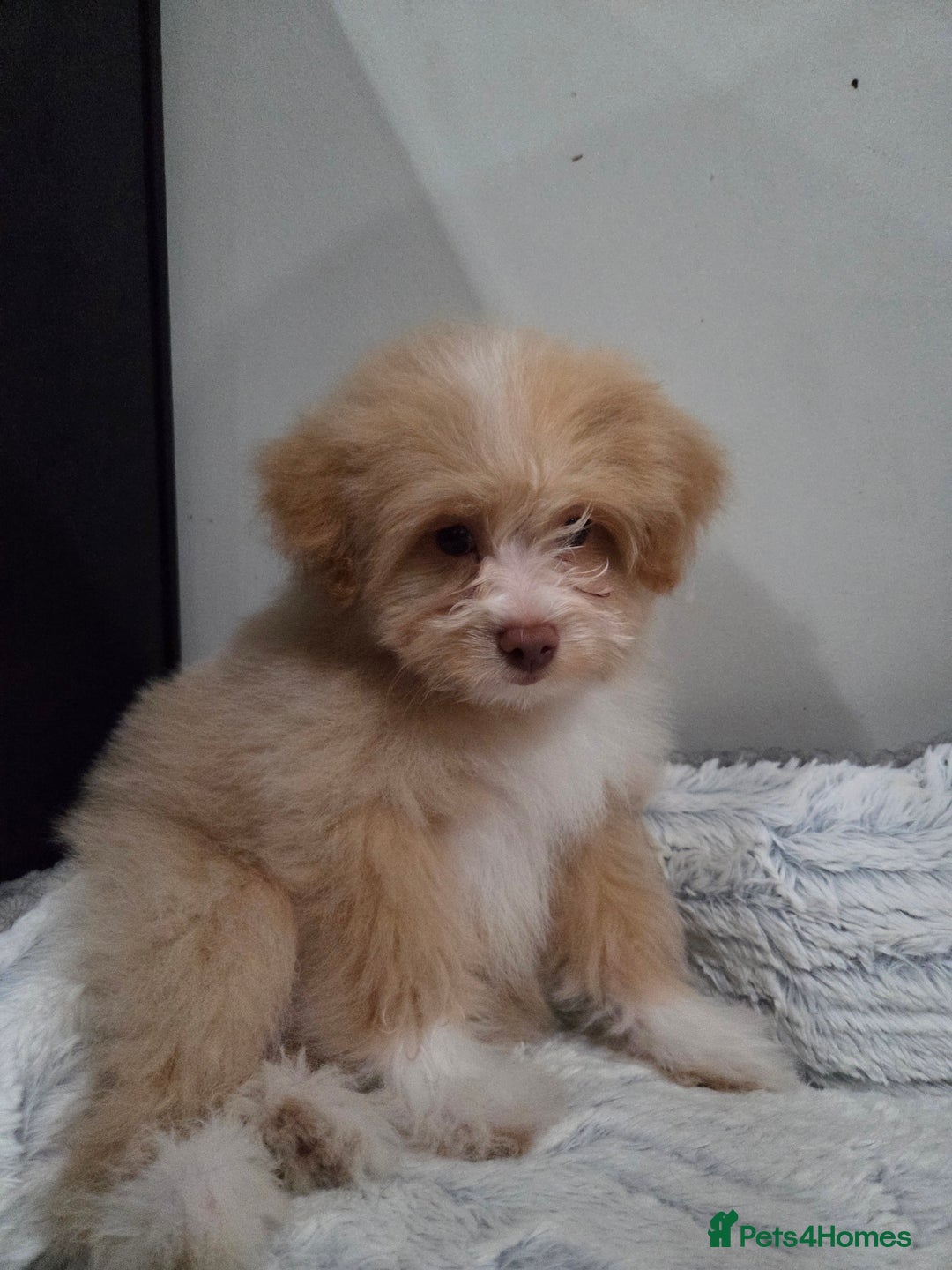Mixed Breed dogs for sale: Maltipoo/German Spitz Cross (last puppy) - Image 6