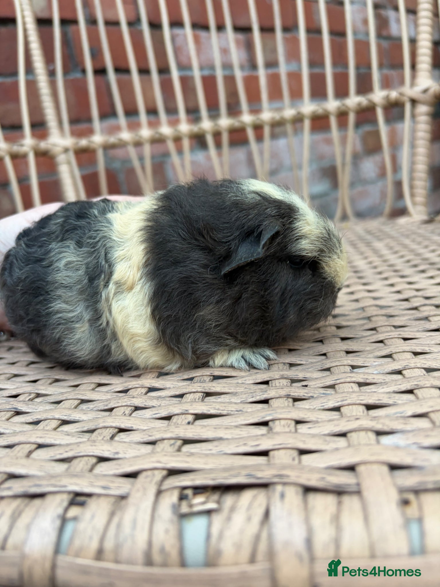 Guinea Pig rodents for sale: Swiss baby guinea pigs  in Nuneaton - Advert 3