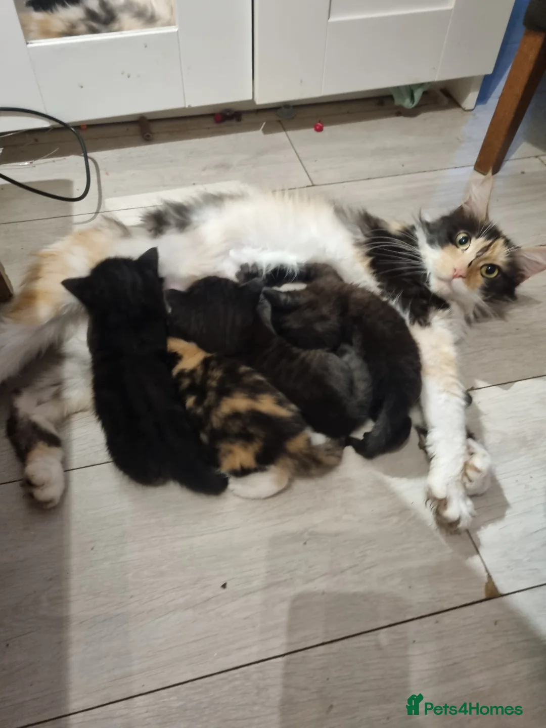 Maine Coon cats for sale: 3 adorable Maine coon girls  - Advert 1