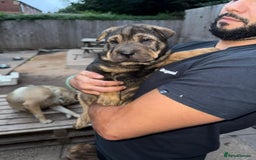 Shar Pei dogs for sale: Shar Pei Puppies (5 boys, 1 girl) *8 weeks* - Image 6