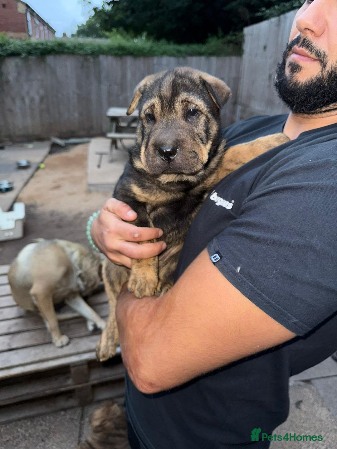Shar Pei dogs for sale: Shar Pei Puppies (5 boys, 1 girl) *8 weeks* - Image 6