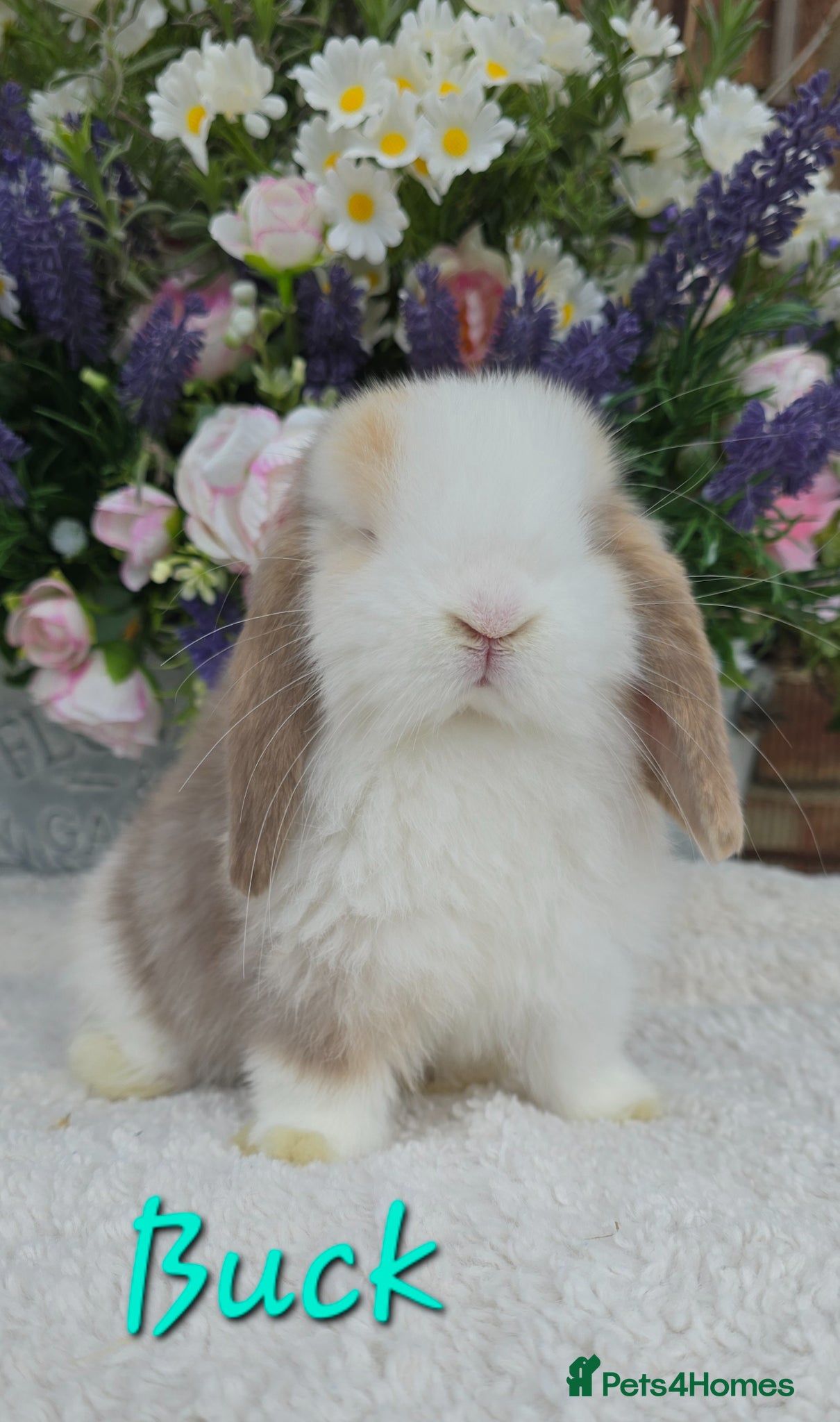 Mini Lop rabbits Beautiful quality mini lops - Advert 1